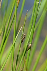 Exuvien einer Kleinlibelle