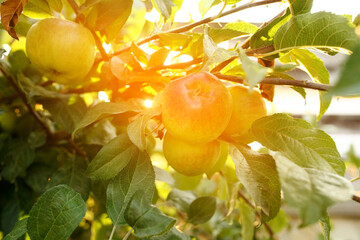 sweet apples on the tree