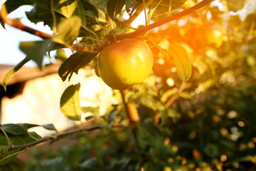 Organic apples hanging from a tree branch in an apple orchard