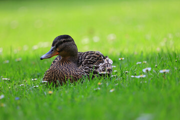 Enten erholen sich im Gras