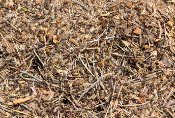 a close-up with many ants on the ground