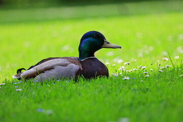 Enten erholen sich im Gras