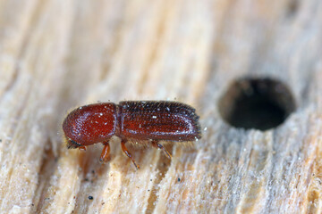 Ambrosia beetle, Xyleborus monographus on wood. High macro magnification. - obrazy, fototapety, plakaty