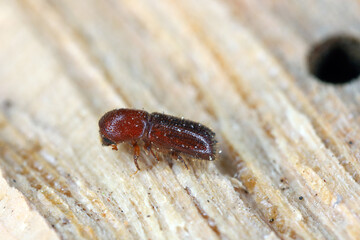 Ambrosia beetle, Xyleborus monographus on wood. High macro magnification.