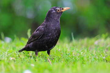 Amsel im Gras