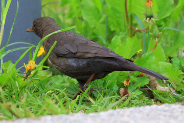 Amsel im Gras