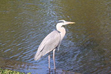 great blue heron in water 
