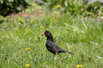 Amsel im Gras