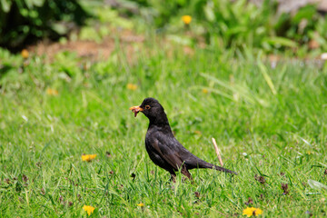 Amsel im Gras