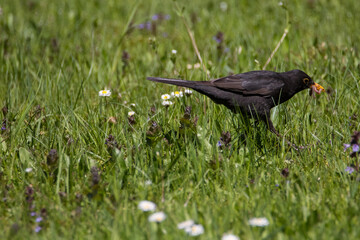 Amsel im Gras