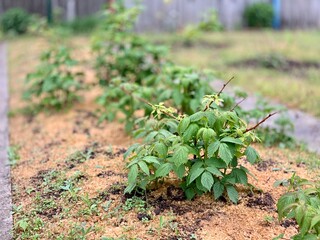 Raspberry bush in early spring. Mulching with sawdust.