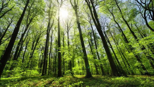 Time lapse of gorgeous sunny green forest
