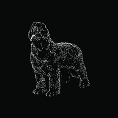 Newfoundland dog hand drawing vector illustration isolated on black background
