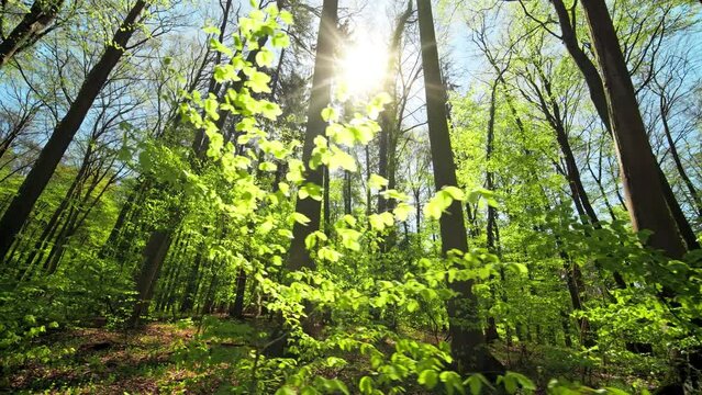 Beautiful green forest awakening to the spring sunlight, with the camera moving sideways and showing the sun through the trees
