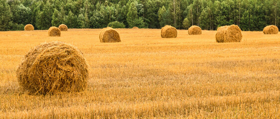 stacks of straw in the field. Haystack or hay straw.stack farmer mowed for animal feeding. Bale of...