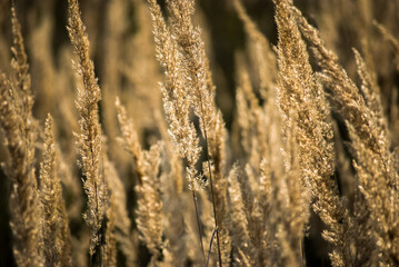 Fototapeta premium grass in the wind