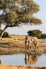 Fototapeta premium Eléphant en reflet