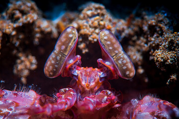 A peacock mantis shrimp 