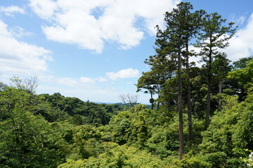 空と緑