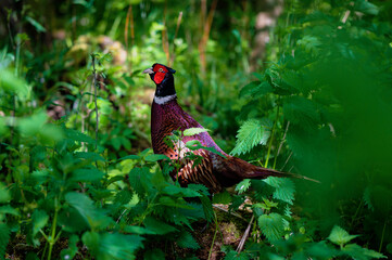 Pheasant
