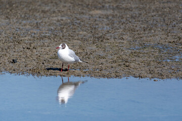 Black-headed gull