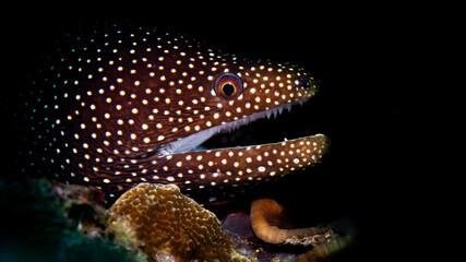 A white mouth moray eel waiting for a meal 