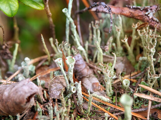 Macro close-up photo of cladonia fimbriata in details