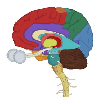 頭頂葉 Images Browse 80 Stock Photos Vectors And Video Adobe Stock