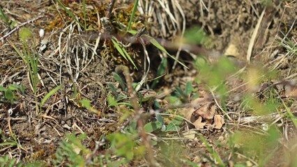 Weibliche Zauneidechse (Lacerta agilis) auf Kalkmagerrasen