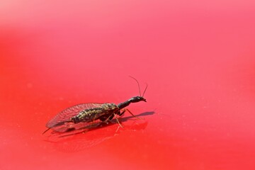 Weibliche Kamelhalsfliege (Raphidiidae) auf rotem Lack