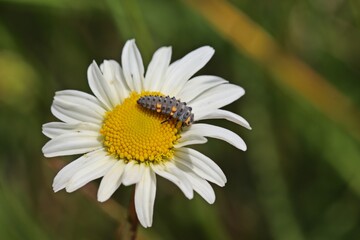 Larve des Siebenpunkt-Marienkäfers oder Siebenpunkts (Coccinella septempunctata).auf Margerite