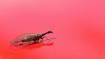 Weibliche Kamelhalsfliege (Raphidiidae) auf rotem Lack