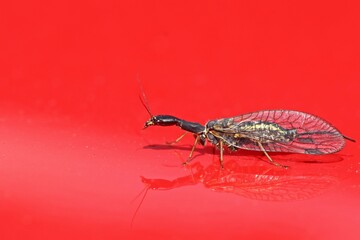 Weibliche Kamelhalsfliege (Raphidiidae) auf rotem Lack