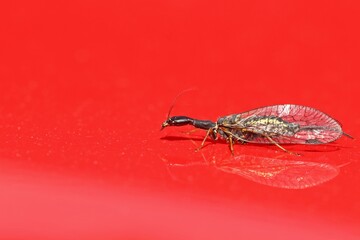Weibliche Kamelhalsfliege (Raphidiidae) auf rotem Lack