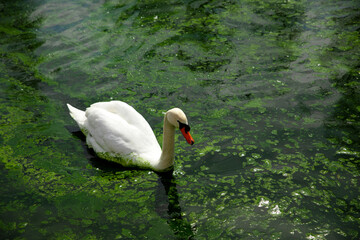 White swan on the water in the park