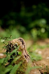 Fototapeta na wymiar Un lézard sauvage se réchauffe au soleil dans la nature - reptile animalier