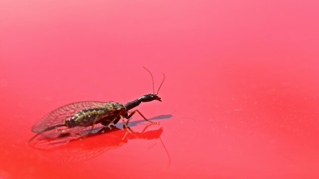 Weibliche Kamelhalsfliege (Raphidiidae) auf rotem Lack