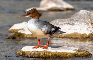 Mergus merganser