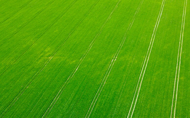 Aerial view of agro rural green fields with seedlings. Background for designer rural advertising