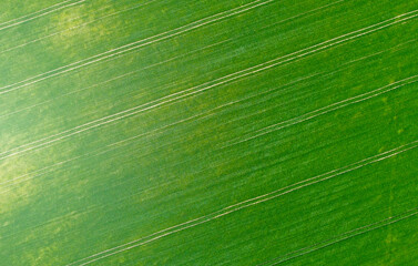 Naklejka premium Aerial view of agro rural green fields with seedlings. Background for designer rural advertising