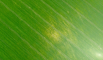 Aerial view of agro rural green fields with seedlings. Background for designer rural advertising