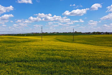 Aerial view of agro rural yellow rapeseed fields with power lines and cables