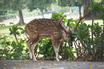 white tailed deer standing in open field in summer