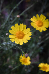 Yellow Marguerite Daisy. Dyer's Chamomile.