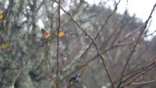Water drops on spiders web, autumnt leafless trees in forest, foggy rainy grey weather. Droplets in fall wind on spiderweb, bare branches or dry twigs in moss close up. California flora, USA plants.