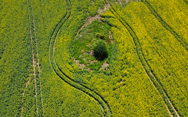 Aerial view of the rapeseed yellow agro field