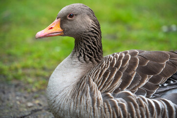 Graugans auf Wiese