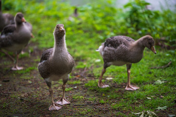 Graugans Küken Junges Jungtier