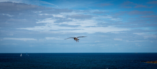 seagull in the sky