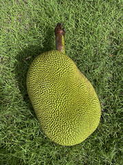 Ripe jackfruits on the grass, Tropical fruit from Asia.